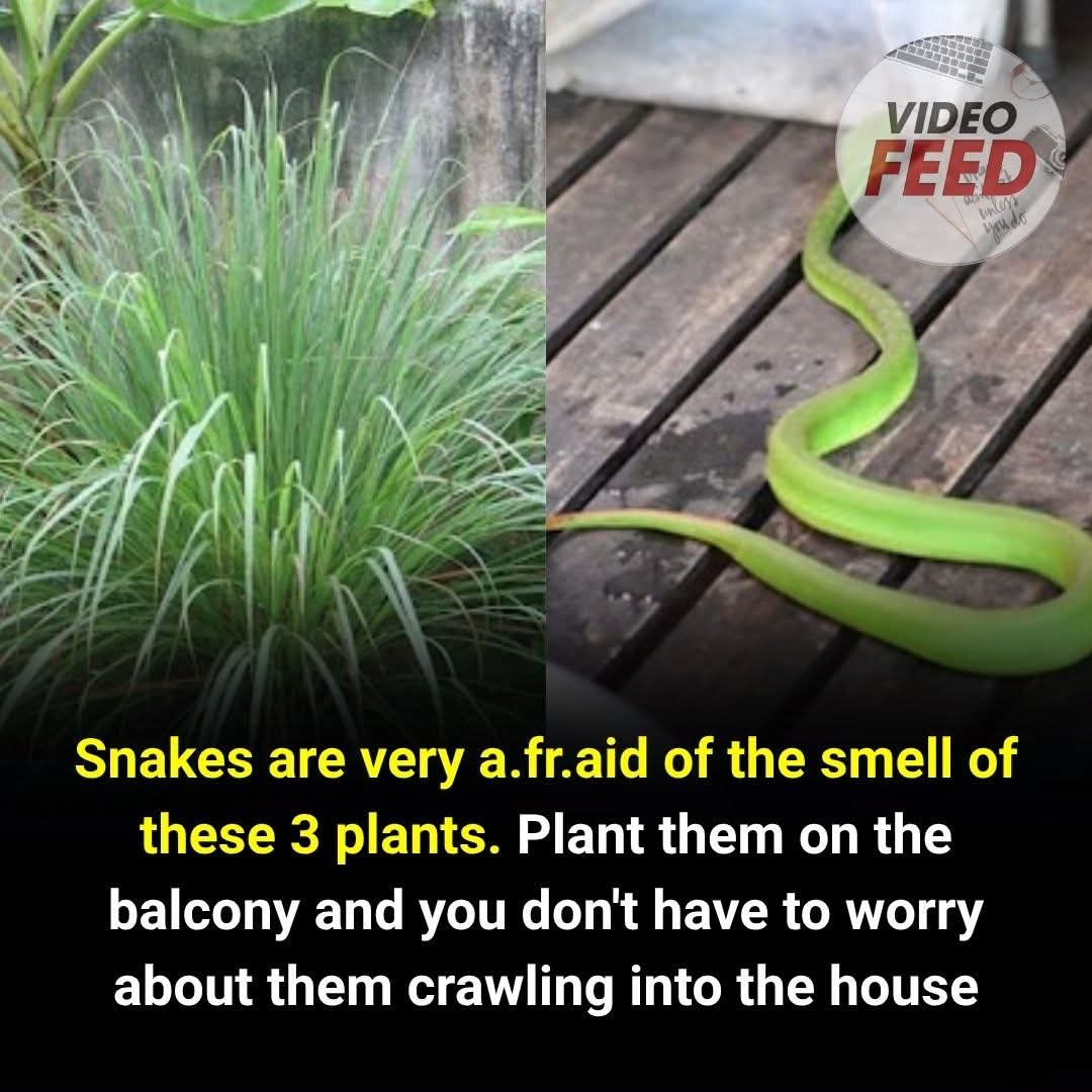 You’ll be surprised — just plant these 3 herbs on your balcony, and snakes will stay far away!