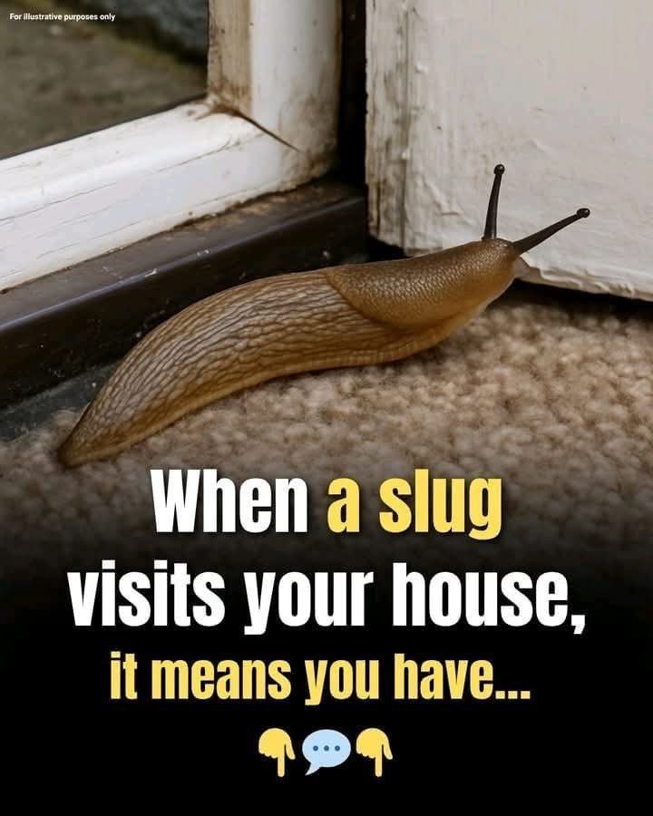 🐌✨ When a Slug Visits Your House, It Means…