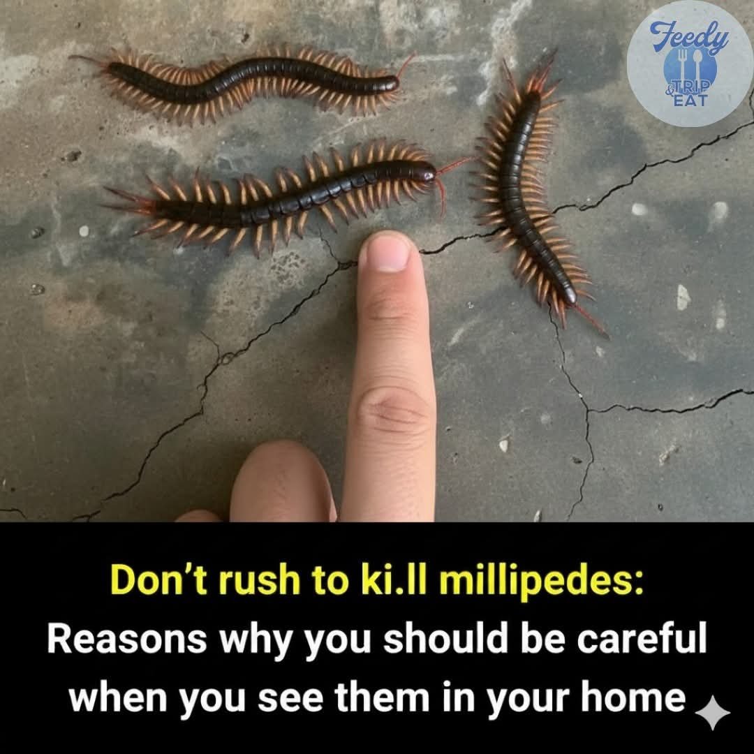 🐛🏡 If You See a Millipede Crawling Into Your House, Don’t Kill It Right Away