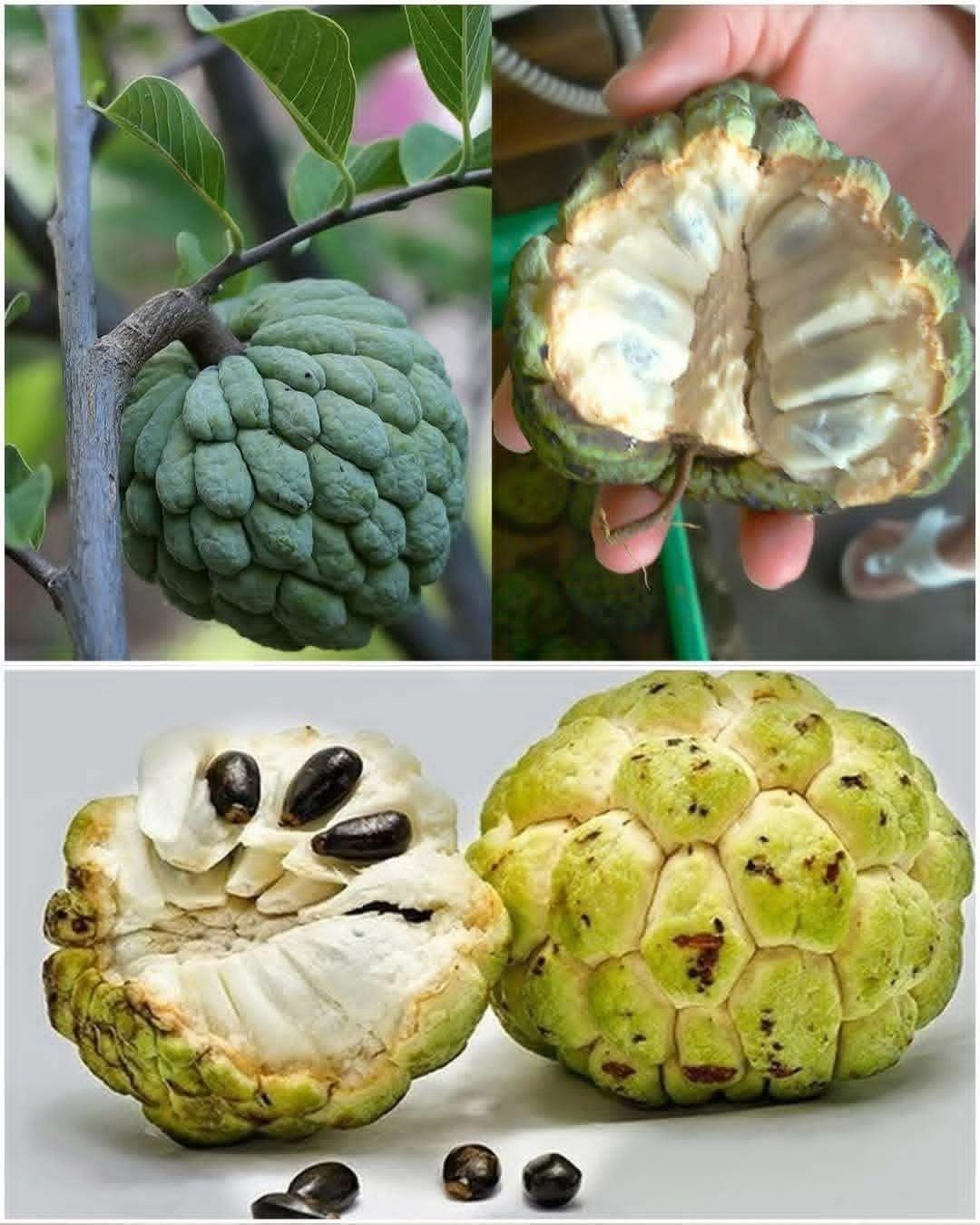 If you see this fruit, you’re sitting on gold and don’t even know it! Most people don’t … 💬👇