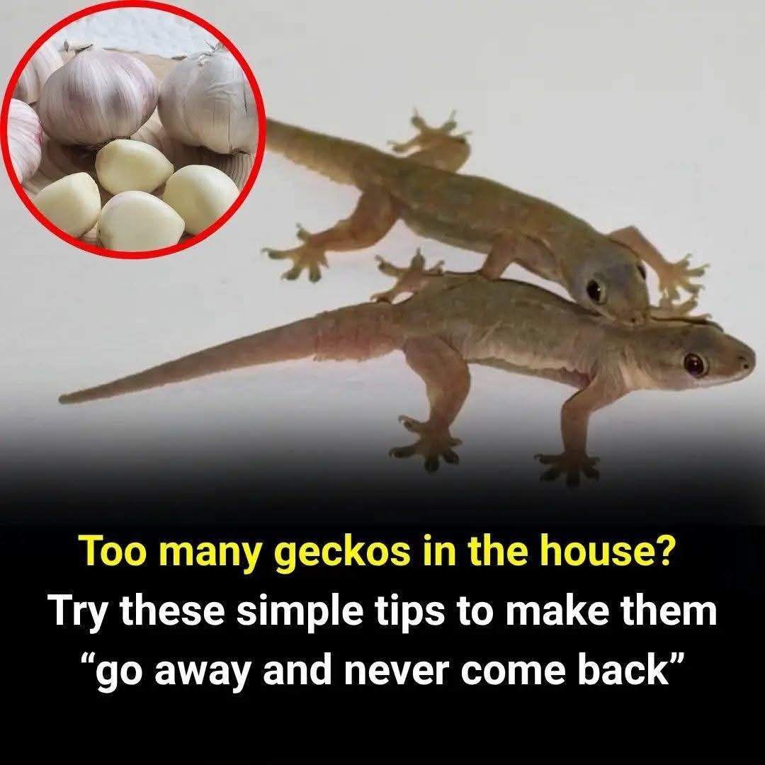 Geckos are not harmful but can make you feel uncomfortable. You can easily get rid of them from your home 😲
