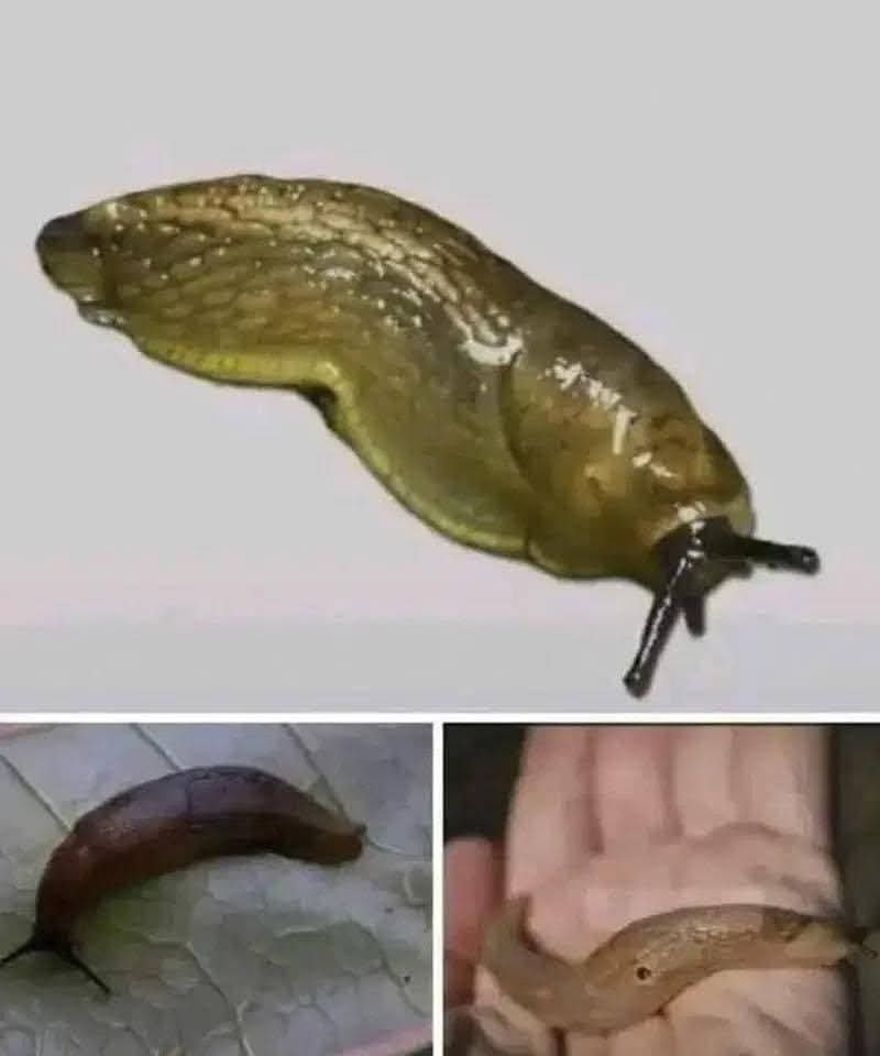 When a slug visits your house it’s a sign that….. see more