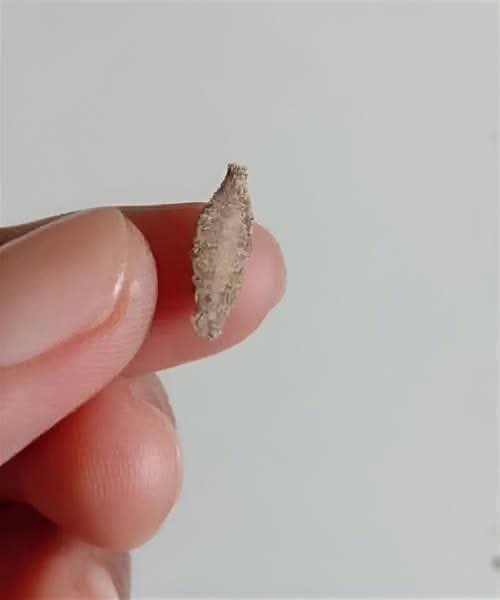 Always check the walls of your house regularly for these insects…These are signs that…. See more