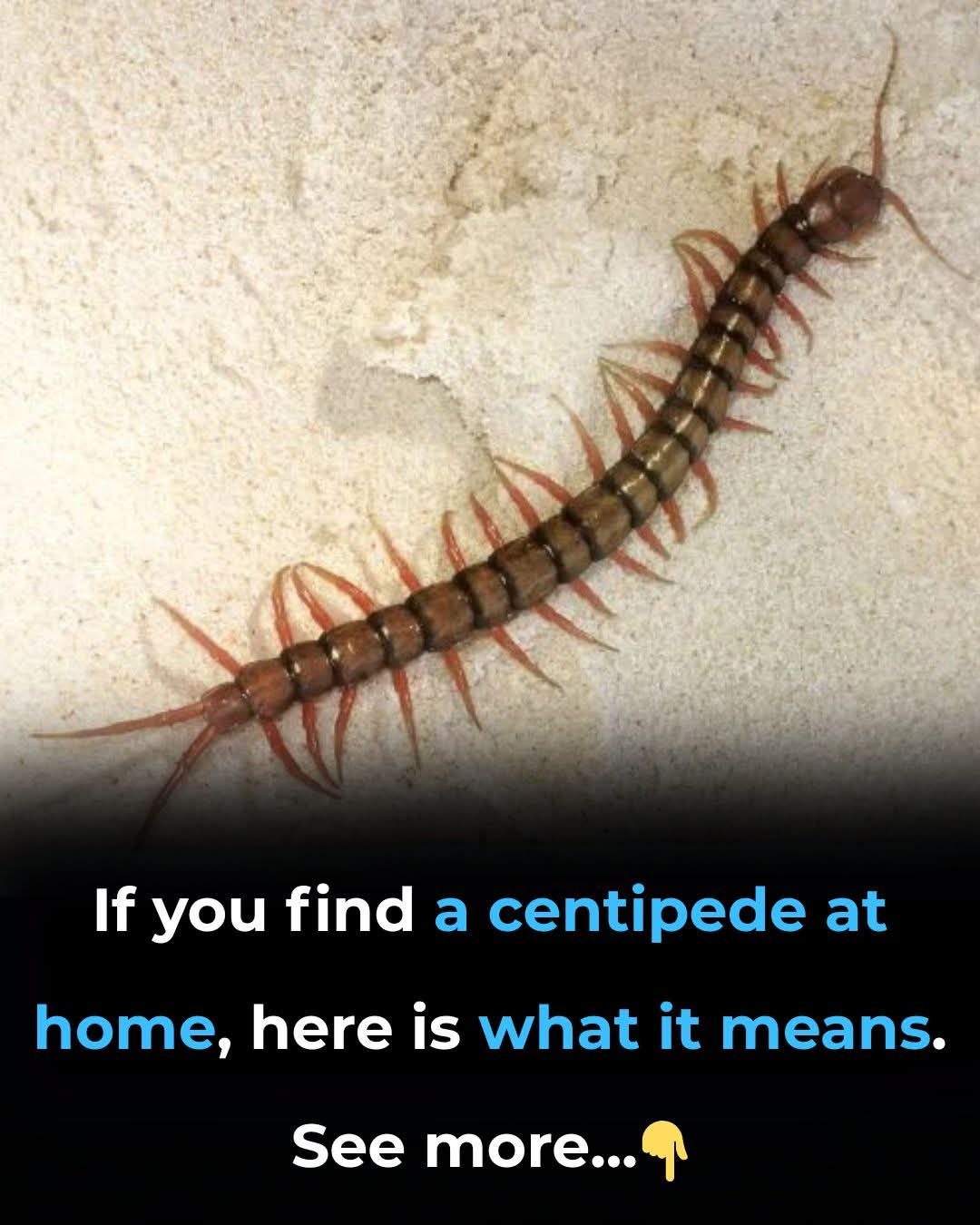 When a centipede visits your house it means you have… See more