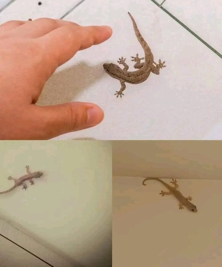When a lizard visits your house don’t ignore it. it’s a clear sign that… See more