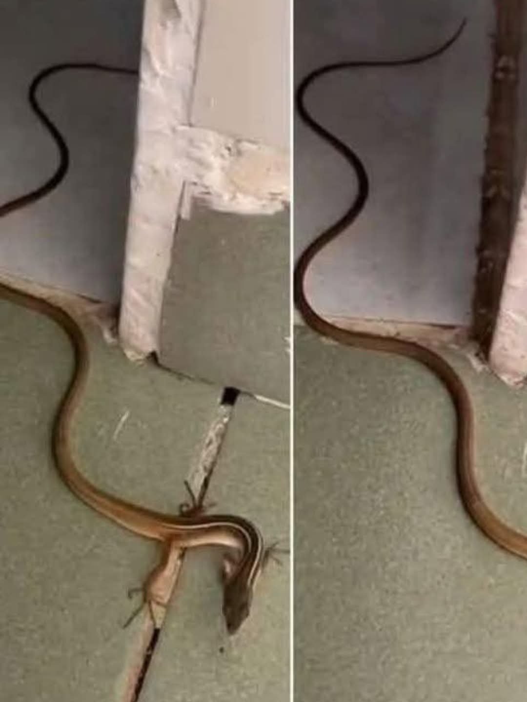 When this snake enters your house, it means you have… see more