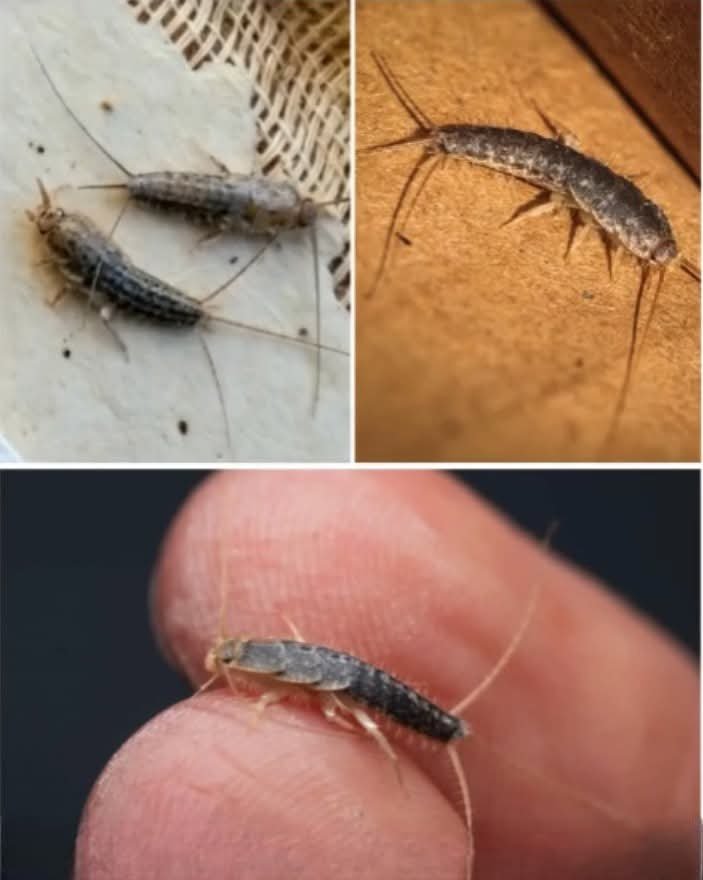If you see one of these in your house, BE VERY CAREFUL…. it’s a clear sign that…. See more